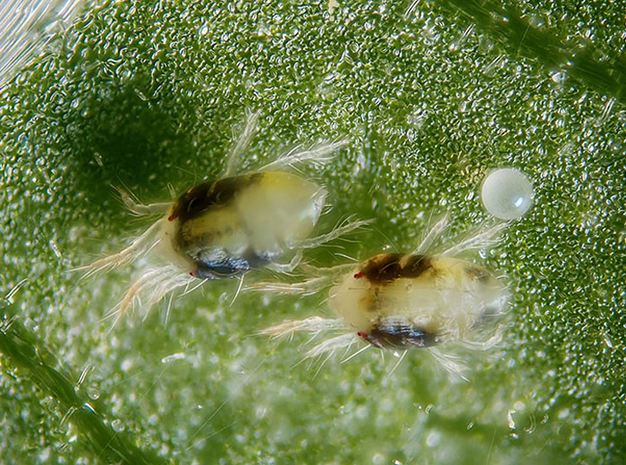 spider mite causes real damage to leaves