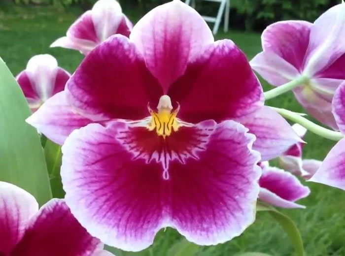 miltonia_the_pansy_orchid