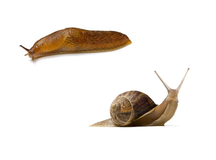 hslugs and snails