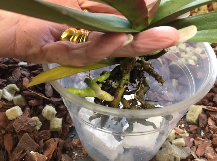 postion orchid in pot before adding compost